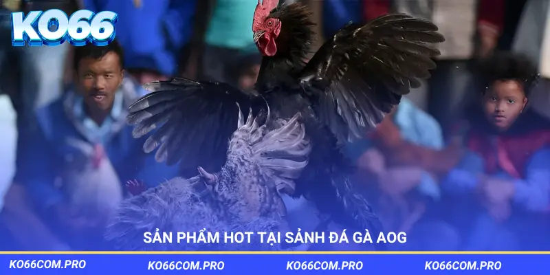 Sản phẩm siêu hot tại sảnh đá gà AOG